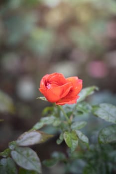 Roses in the garden, Roses are beautiful with a beautiful sunny day.