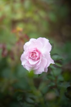 Roses in the garden, Roses are beautiful with a beautiful sunny day.