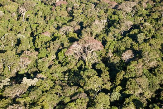 Aerial view of a excerpt of atlantic rainforest in southern Brazil.