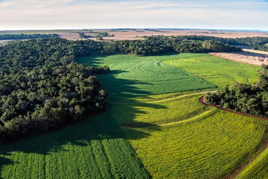 Conversion of atlantic rainforest areas into soybean fields.