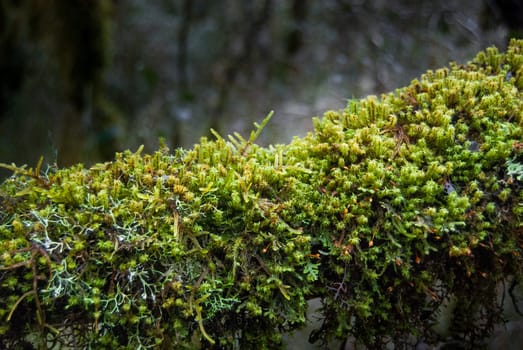 Moss on trunk in the atlantic rainforest of southern Brazil.
