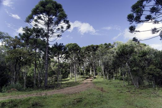 Rural road crossing Araucaria forest, the most endangered environment in Brazil.