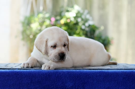 the little labrador puppy on a blue background