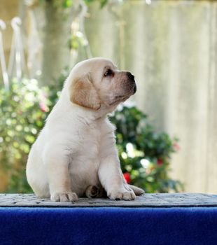 nice little labrador puppy on a blue background
