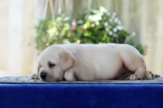 a little labrador puppy on a blue background