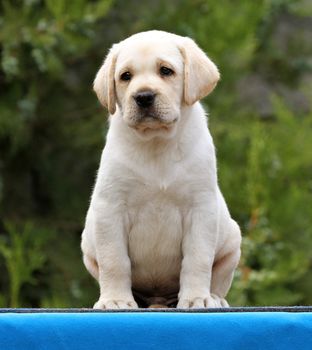 a nice little labrador puppy on a blue background