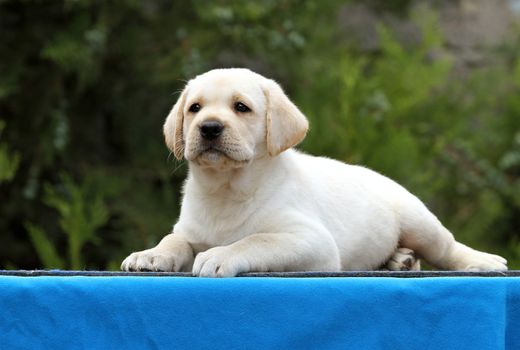 the nice little labrador puppy on a blue background