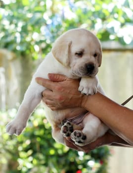 a nice little labrador puppy in hands