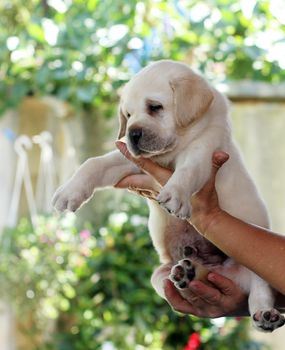 the nice little labrador puppy in hands
