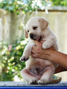 sweet nice little labrador puppy in hands