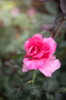 Roses in the garden, Roses are beautiful with a beautiful sunny day.