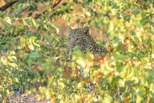 A leopard, Panthera pardus, hiding behind mopani bushes. Whiskers and eyes are visible