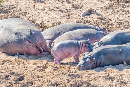 A hippo calf between a herd of sleeping hippos