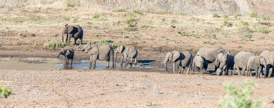 Panoramic view of a herd of african elephants drinking water in the Shingwedzi River