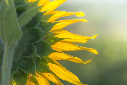 Soft, selective focus of sunflowers, blurry flower for background, colorful plants 
