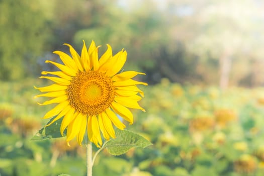 Soft, selective focus of sunflowers, blurry flower for background, colorful plants 
