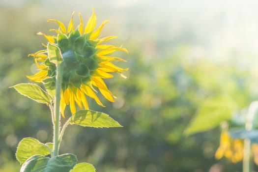 Soft, selective focus of sunflowers, blurry flower for background, colorful plants 
