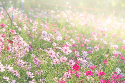 Soft, selective focus of Cosmos, blurry flower for background, colorful plants 