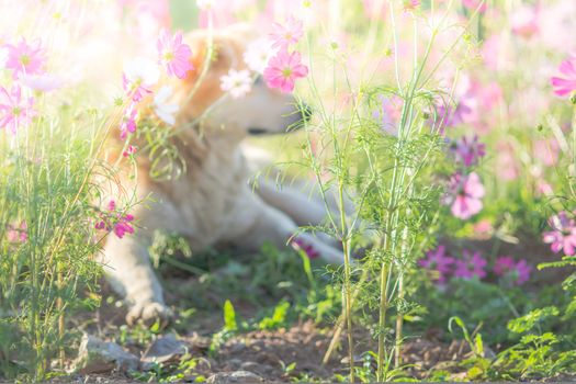 Blurry dog and flower for background 