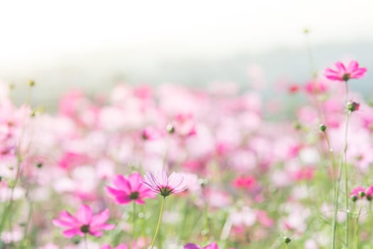 Cosmos flowers in nature, sweet background, blurry flower background, light pink and deep pink cosmos
