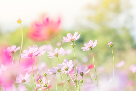 Cosmos flowers in nature, sweet background, blurry flower background, light pink and deep pink cosmos
