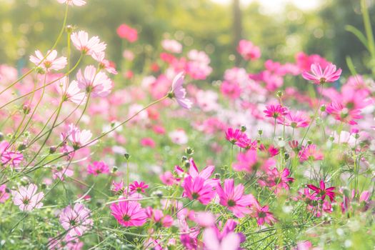 Cosmos flowers in nature, sweet background, blurry flower background, light pink and deep pink cosmos
