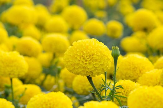 Yellow Marigolds flower fields, selective focus
