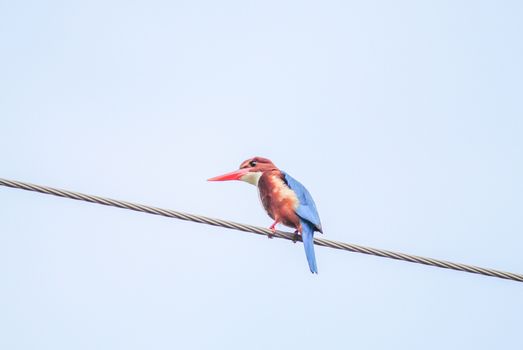 White-throated kingfisher (Halcyon smyrnensis), widely distributed in Asia from Turkey east through the Indian subcontinent to the Philippines.
