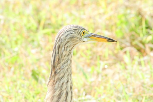 The Chinese pond heron is an East Asian freshwater bird of the heron family. It is one of six species of birds known as "pond herons".
