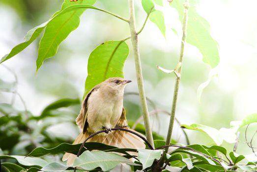 Streak-eared bulbul's stand​ing on branches​ in the forest. Bird's in the nature background.
