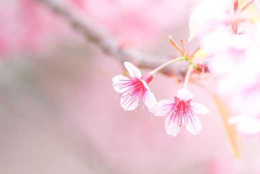 Cherry Blossom in spring with soft focus, unfocused blurred spring cherry bloom, bokeh flower background, pastel and soft flower background.
