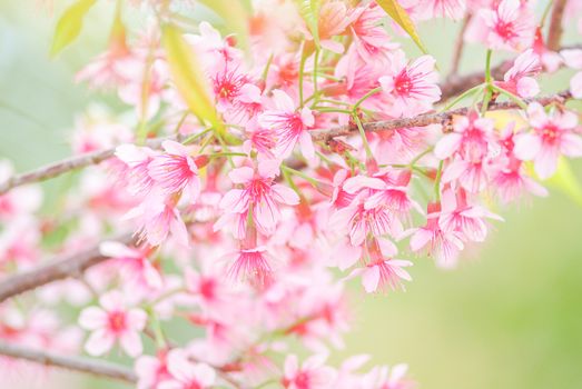 Spring time with beautiful cherry blossoms, pink sakura flowers.
