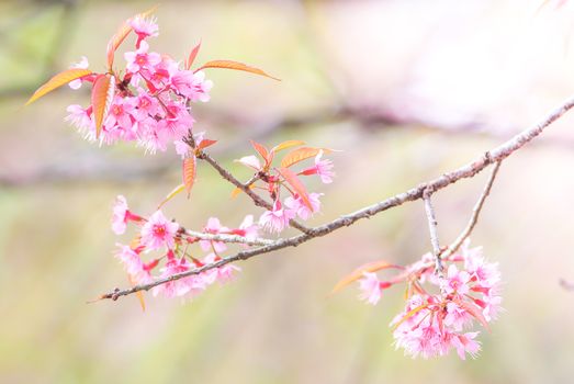 Cherry Blossom in spring with soft focus, unfocused blurred spring cherry bloom, bokeh flower background, pastel and soft flower background.
