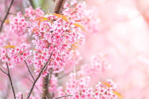 Cherry Blossom in spring with soft focus, unfocused blurred spring cherry bloom, bokeh flower background, pastel and soft flower background.
