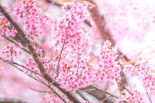 Spring time with beautiful cherry blossoms, pink sakura flowers.
