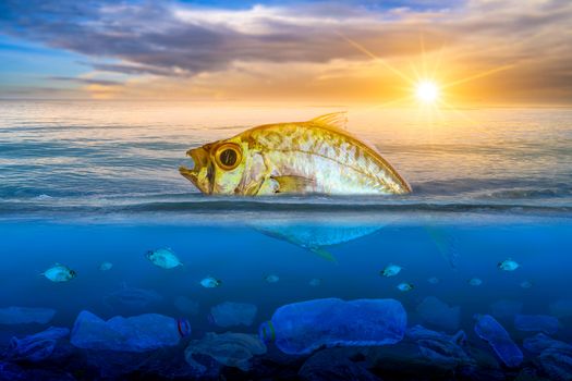 Fish that are approaching dying, floating on the surface, the impact of plastic waste in the sea concepts of nature conservation and the sea