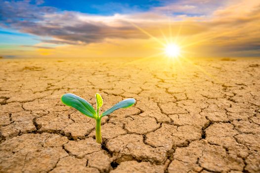 Trees are growing in dry ground Concept Forest and nature conservation