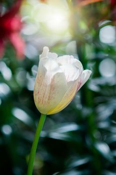 Tulip in spring with soft focus, unfocused blurred spring Tulip, bokeh flower background, pastel and soft flower background.
