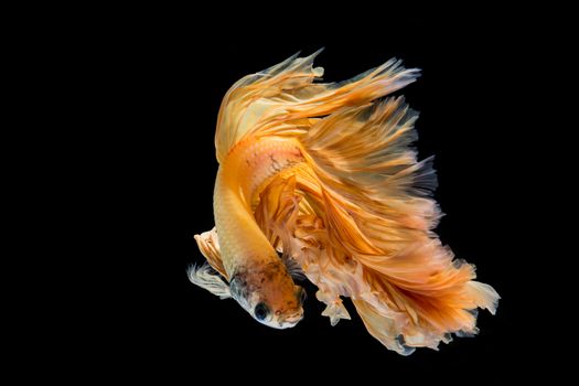 Yellow gold betta fish, siamese fighting fish on black background