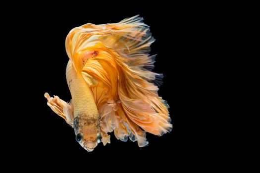 Yellow gold betta fish, siamese fighting fish on black background