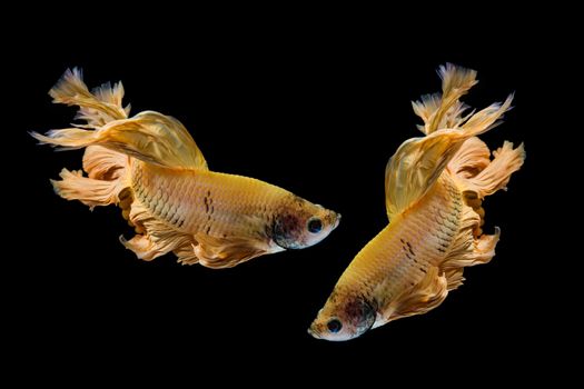 Yellow gold betta fish, siamese fighting fish on black background