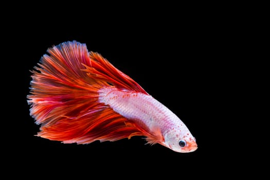 Pink and red betta fish, siamese fighting fish on black background