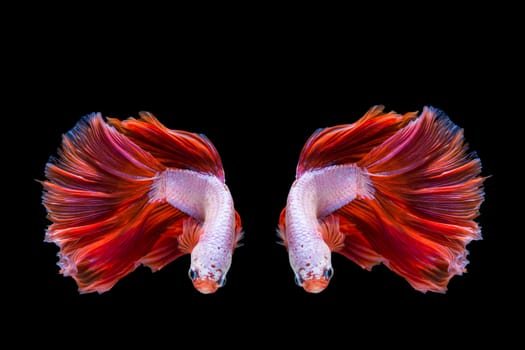 Pink and red betta fish, siamese fighting fish on black background