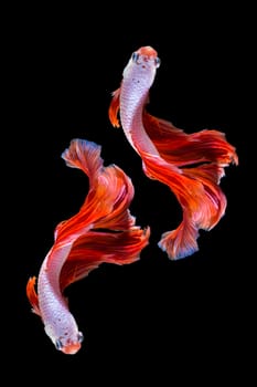 Pink and red betta fish, siamese fighting fish on black background