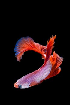 Pink and red betta fish, siamese fighting fish on black background