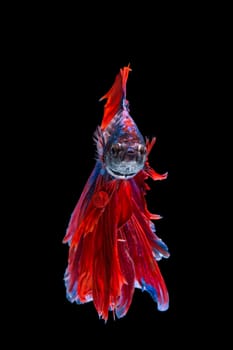 Red and blue betta fish, siamese fighting fish on black background