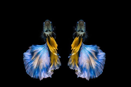 Blue and yellow betta fish, siamese fighting fish on black background