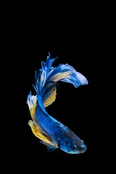 Blue and yellow betta fish, siamese fighting fish on black background