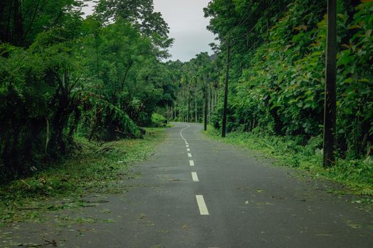 Empty road in the middle of greens toward the forest area