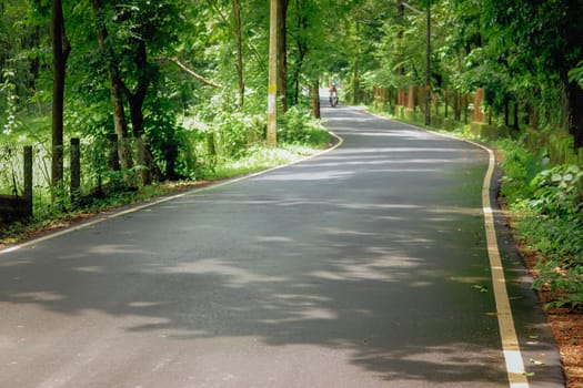 Empty road in the middle of greens toward the forest area
